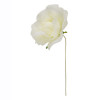 CK7108-P Rosellina d.5 stoffa PANNA