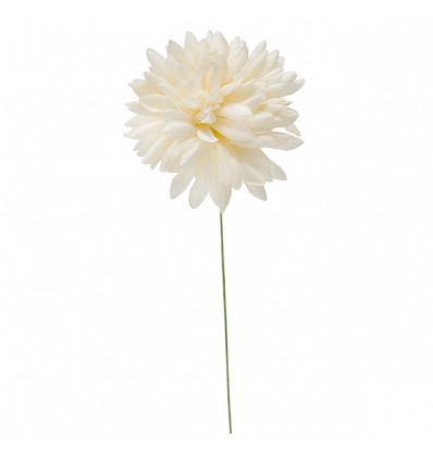 31101/CRE Dalia media d.6,5 CREMA